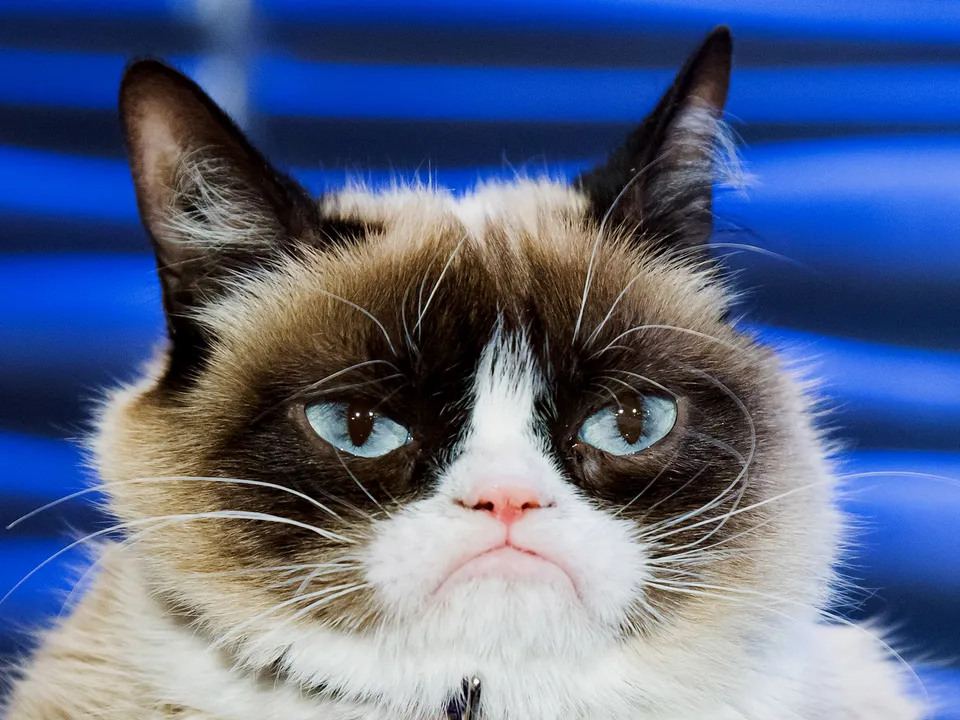 A grumpy cat, Head of Complaints